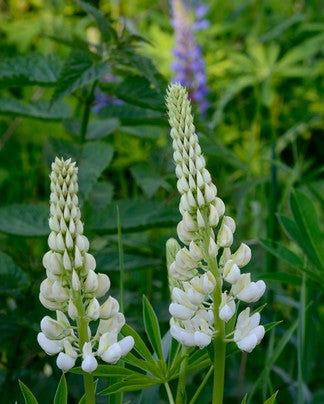 Lupin - Russell Series 'Noble Maiden' - Seeds to Sow Limited