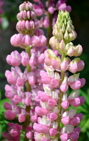 Lupin - Russell Series 'The Chatelaine' - Seeds to Sow Limited