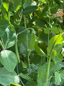 Pea Oregon Sugar Pod Seeds