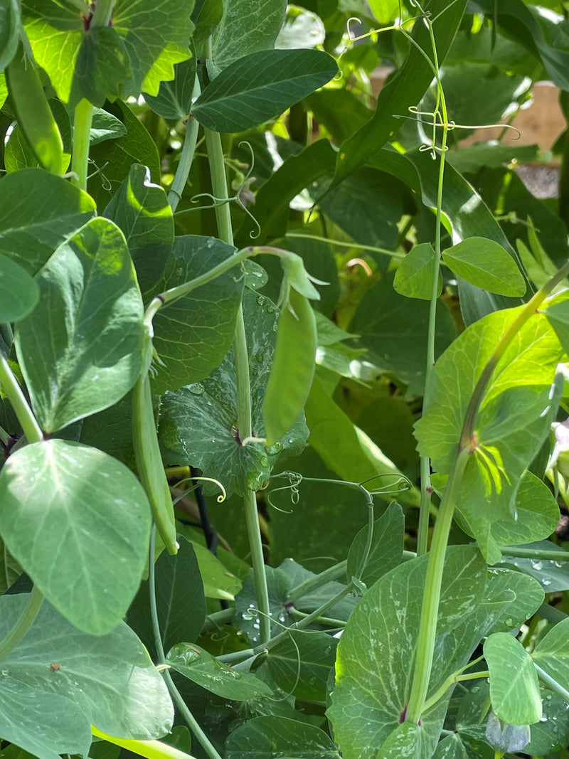 Pea Oregon Sugar Pod Seeds