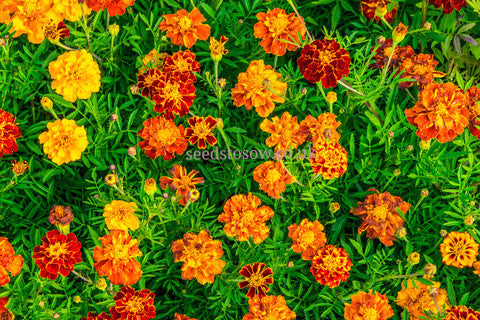 Marigold - French Durango Mixed - Seeds to Sow Limited