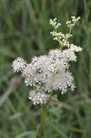 Wildflower - Bee, Bird and Butterfly Mix - Seeds to Sow Limited