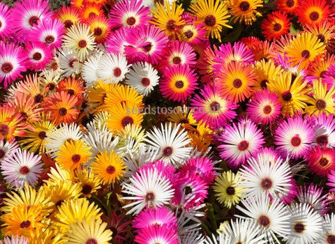 Mesembryanthemum - Harlequin - Seeds to Sow Limited