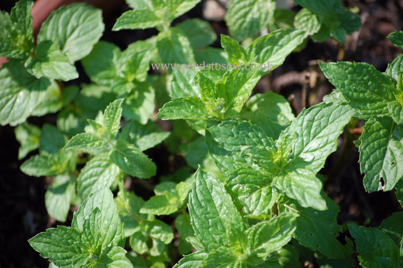 Mint (Greenmint) - Seeds to Sow Limited