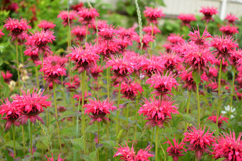 bee balm seeds