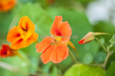 Nasturtium - Jewel Mixed - Seeds to Sow Limited