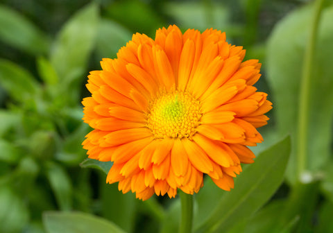 Calendula Orange King seeds