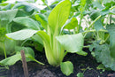Pak Choi Dwarf Canton White seeds