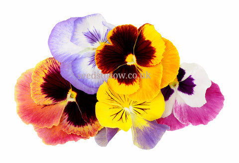 Pansy - Swiss Giant Mixed - Seeds to Sow Limited