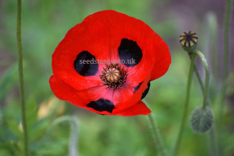 Poppy - Ladybird - Seeds to Sow Limited