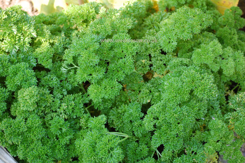 Parsley Moss Curled - Seeds to Sow Limited