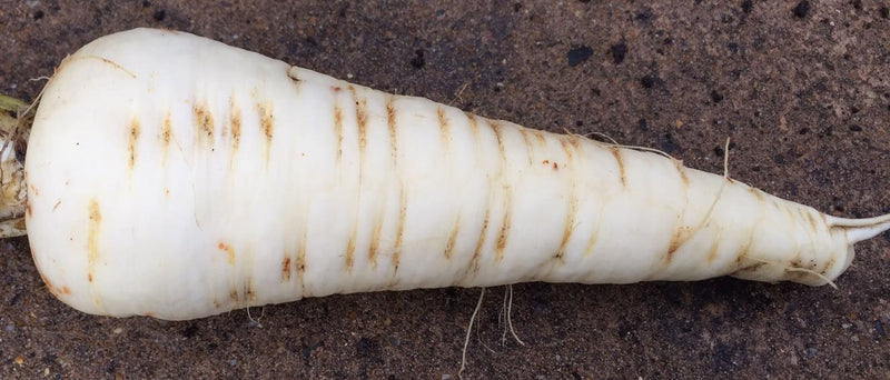 Parsnip Gladiator F1 - Seeds to Sow Limited