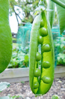 Pea Kelvedon Wonder - Seeds to Sow Limited