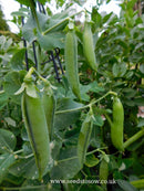 Pea Kelvedon Wonder - Seeds to Sow Limited