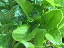 Perpetual Spinach 'Leaf Beet' - Seeds to Sow Limited