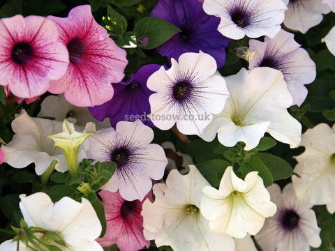 Petunia - Mirage Formula Mix F1 - Seeds to Sow Limited