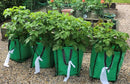Potatoes in grow bags