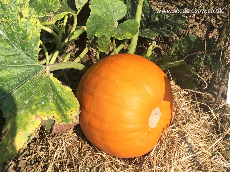 Pumpkin Jack O'Lantern - Seeds to Sow Limited