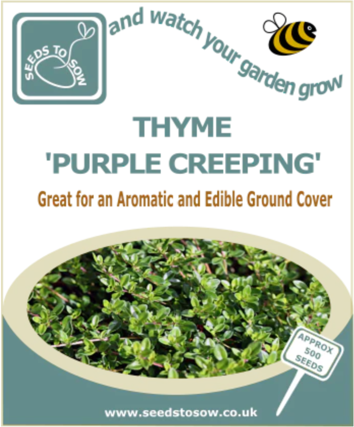 Purple Creeping Thyme Seeds