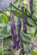 French Dwarf Bean Purple Teepee - Seeds to Sow Limited