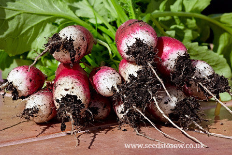 Radish French Breakfast - Seeds to Sow Limited