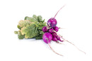 Radish Malaga Violet - Seeds to Sow Limited