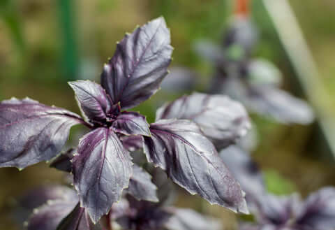 Basil Red Basil - Seeds to Sow Limited