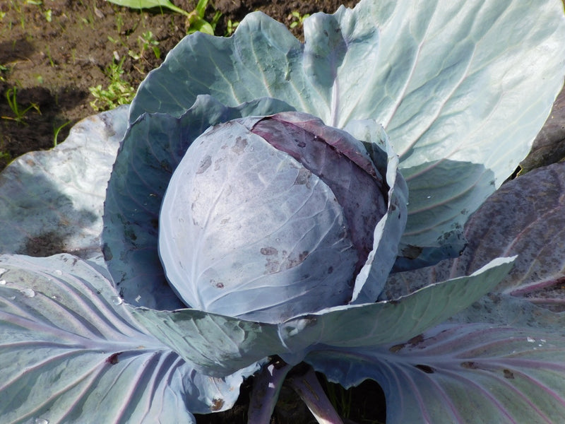 Cabbage Red Drumhead - Seeds to Sow Limited