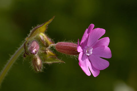Wildflower - Red Campion - Seeds to Sow Limited