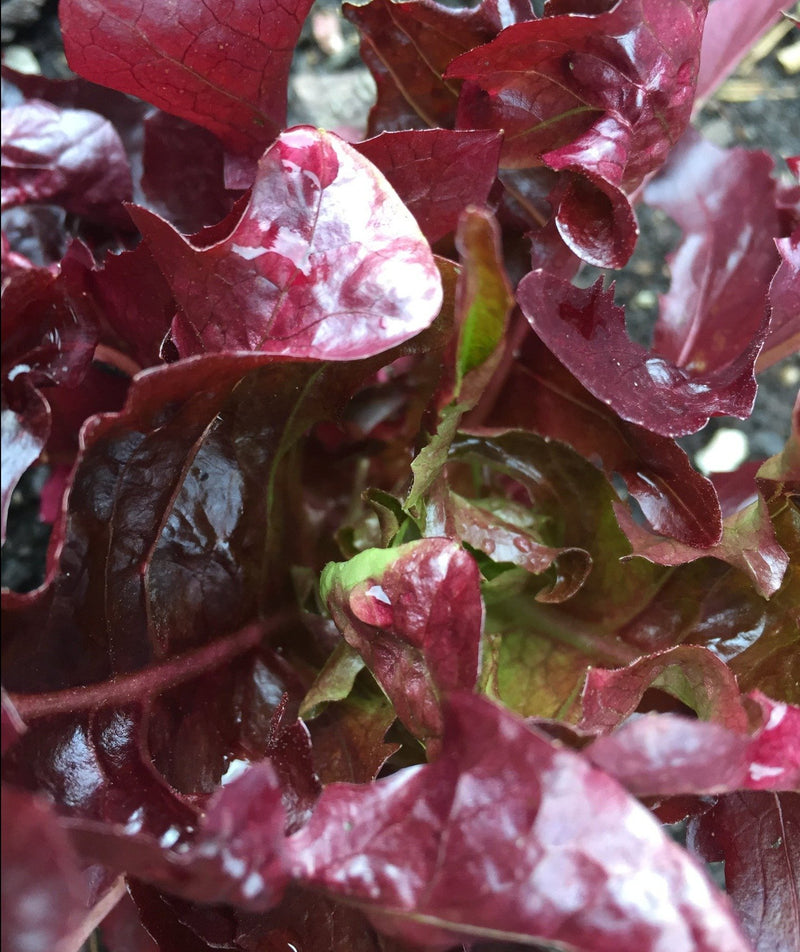 Salad Leaves Red Salad Bowl - Seeds to Sow Limited