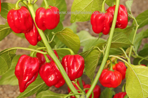 Chilli Red Scotch Bonnet - Seeds to Sow Limited