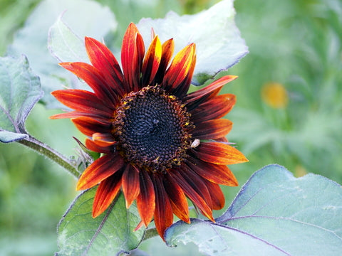 Sunflower - Red Sun - Seeds to Sow Limited