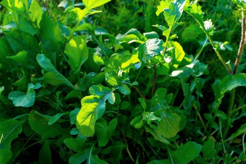 Salad Leaves Rocket 'Green Brigade' - Seeds to Sow Limited