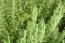 Rosemary - Seeds to Sow Limited