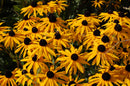 Rudbeckia - Goldsturm - Seeds to Sow Limited