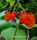 Runner Bean Firestorm - Seeds to Sow Limited