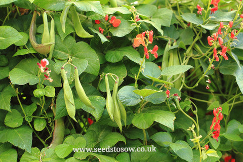 Runner Bean Hestia - Seeds to Sow Limited