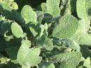 Sage - Broad Leaved - Seeds to Sow Limited