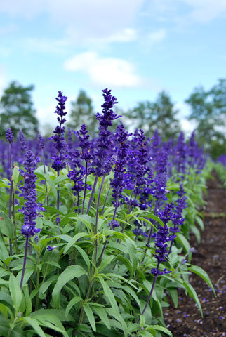 Salvia - Blue Queen - Seeds to Sow Limited