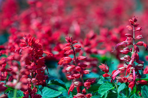 Salvia - Scarlet Sage - Seeds to Sow Limited