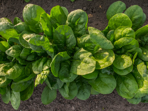 Spinach  Medania - Seeds to Sow Limited