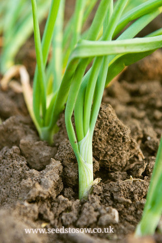 Spring Onion White Lisbon - Seeds to Sow Limited