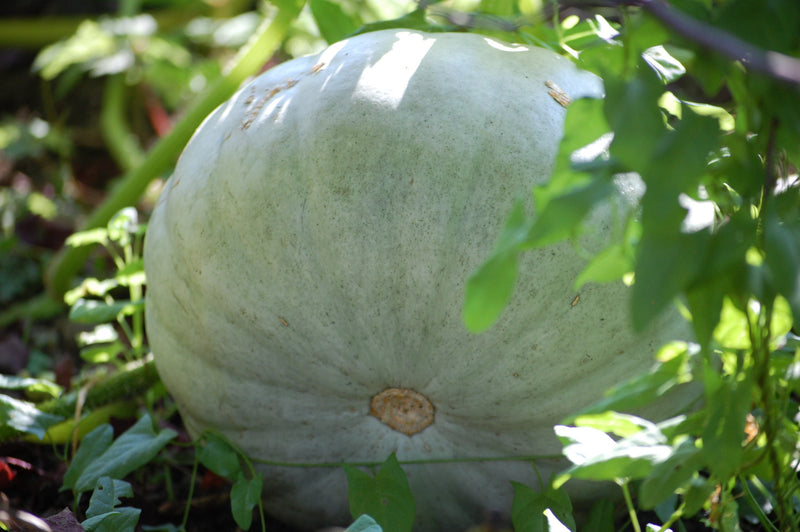 Squash Crown Prince F1 - Seeds to Sow Limited
