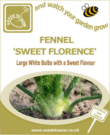 Fennel 'Sweet Florence' seeds
