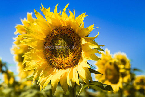 Sunflower - Giant Yellow Single - Seeds to Sow Limited