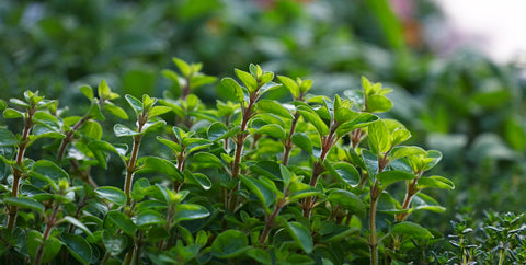 Sweet Marjoram - Seeds to Sow Limited