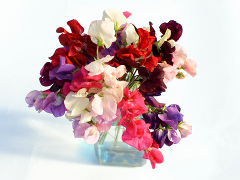 Sweet Pea - Mammoth Mixed - Seeds to Sow Limited