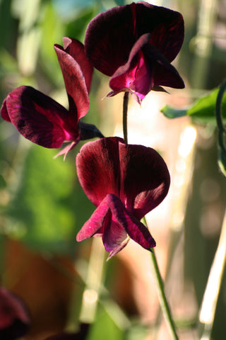 Sweet Pea - Beaujolais - Seeds to Sow Limited