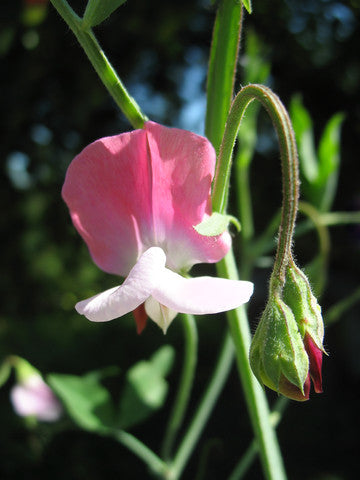 Sweet Pea - Pink Cupid - Seeds to Sow Limited