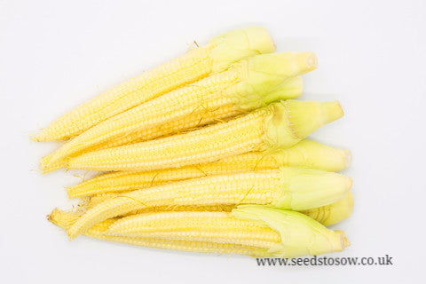 Sweetcorn Minipop F1 - Seeds to Sow Limited